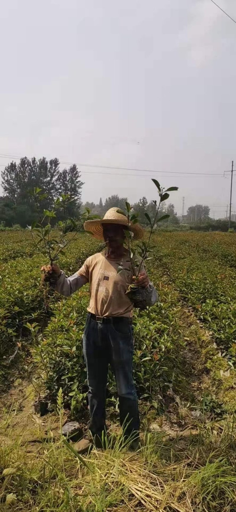红叶石楠大杯苗，红叶石楠小苗批量供应价格便宜