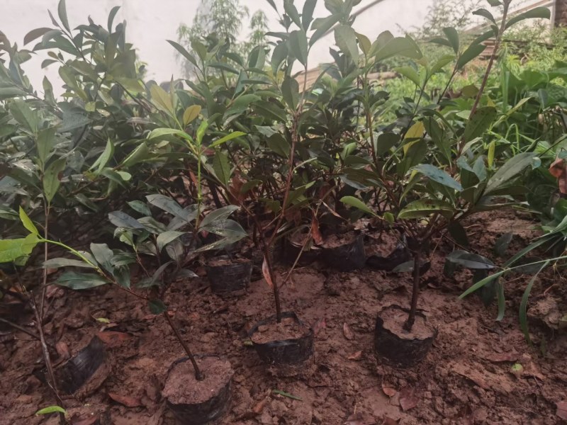 红叶石楠大杯苗，红叶石楠小苗批量供应价格便宜