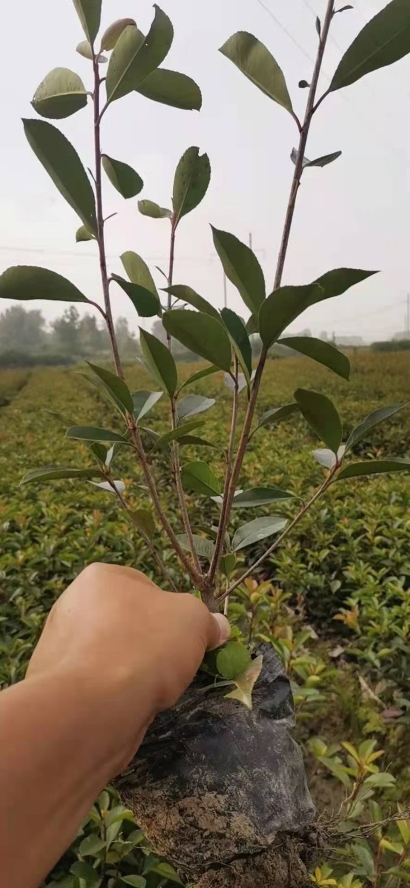 红叶石楠大杯苗，红叶石楠小苗批量供应价格便宜