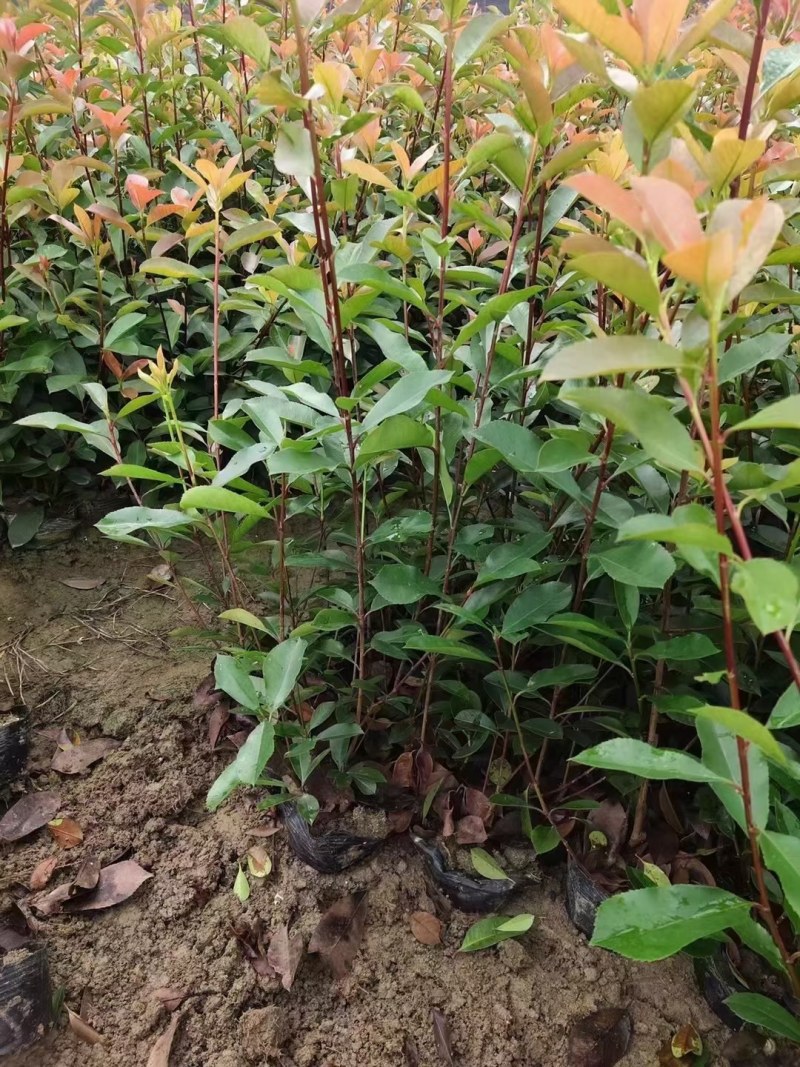 红叶石楠大杯苗，红叶石楠小苗批量供应价格便宜
