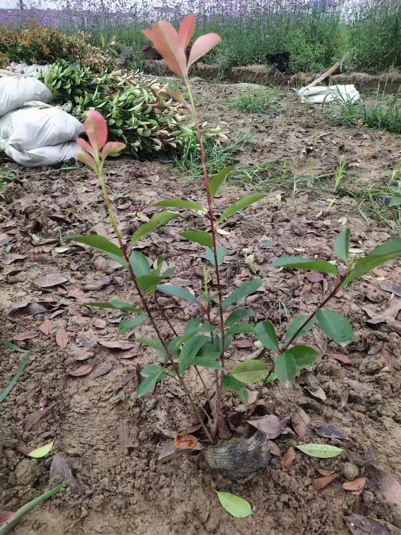 红叶石楠大杯苗，红叶石楠小苗批量供应价格便宜