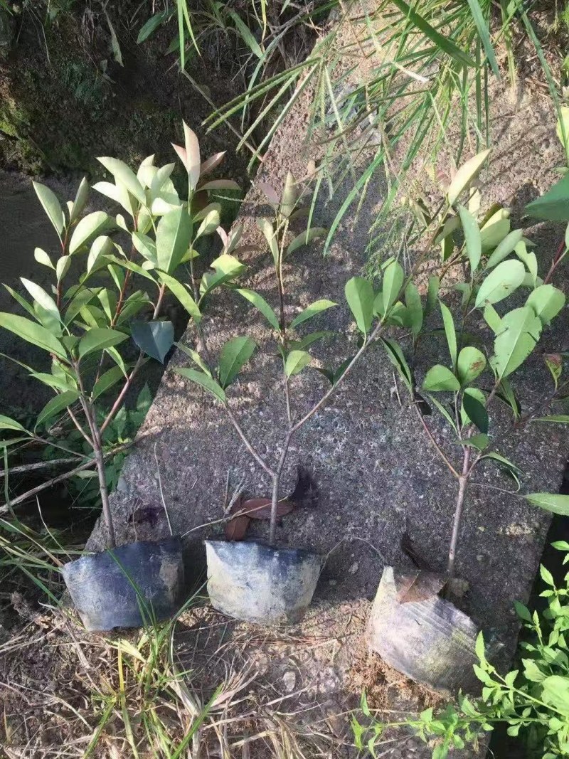 红叶石楠大杯苗，红叶石楠小苗批量供应价格便宜