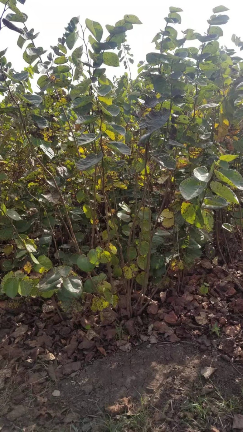 独杆紫荆！紫荆直销。丛生紫荆直销批发。丛生紫荆直销