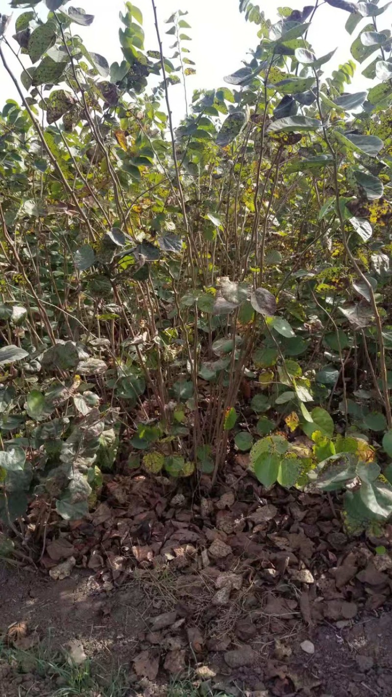 独杆紫荆！紫荆直销。丛生紫荆直销批发。丛生紫荆直销