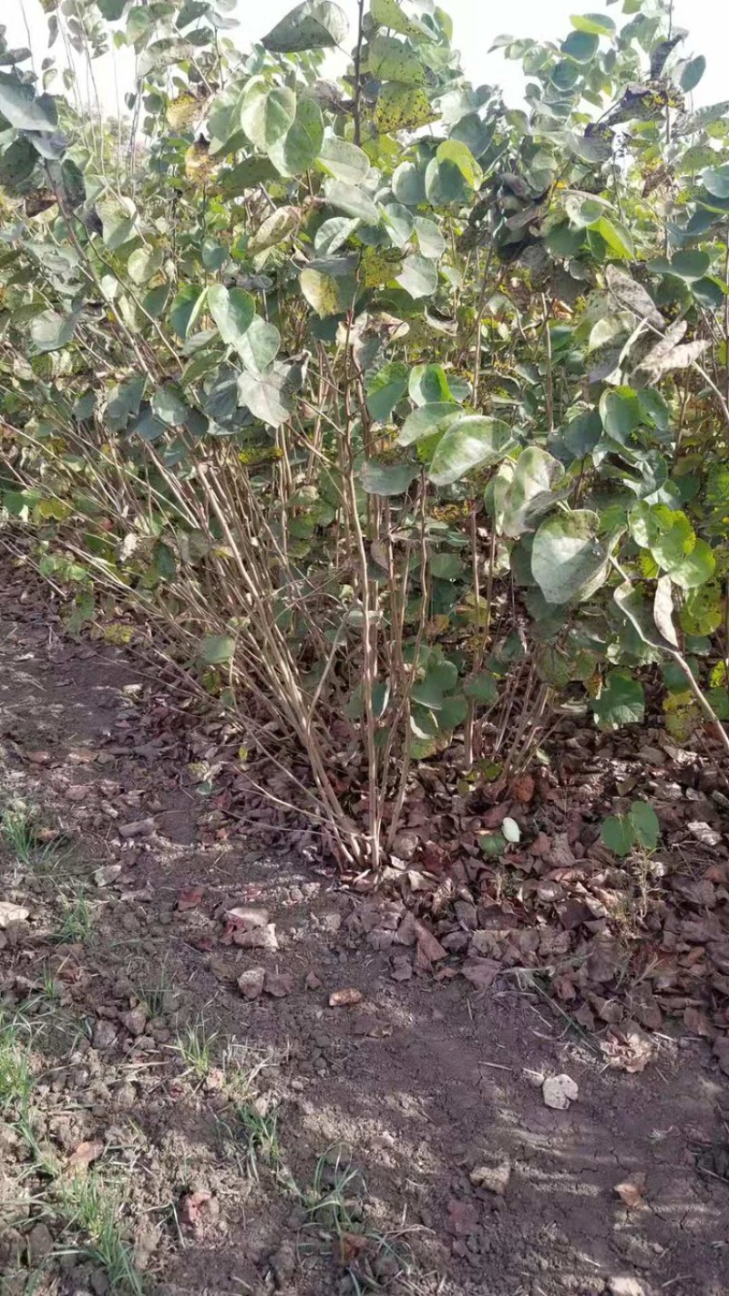 独杆紫荆！紫荆直销。丛生紫荆直销批发。丛生紫荆直销
