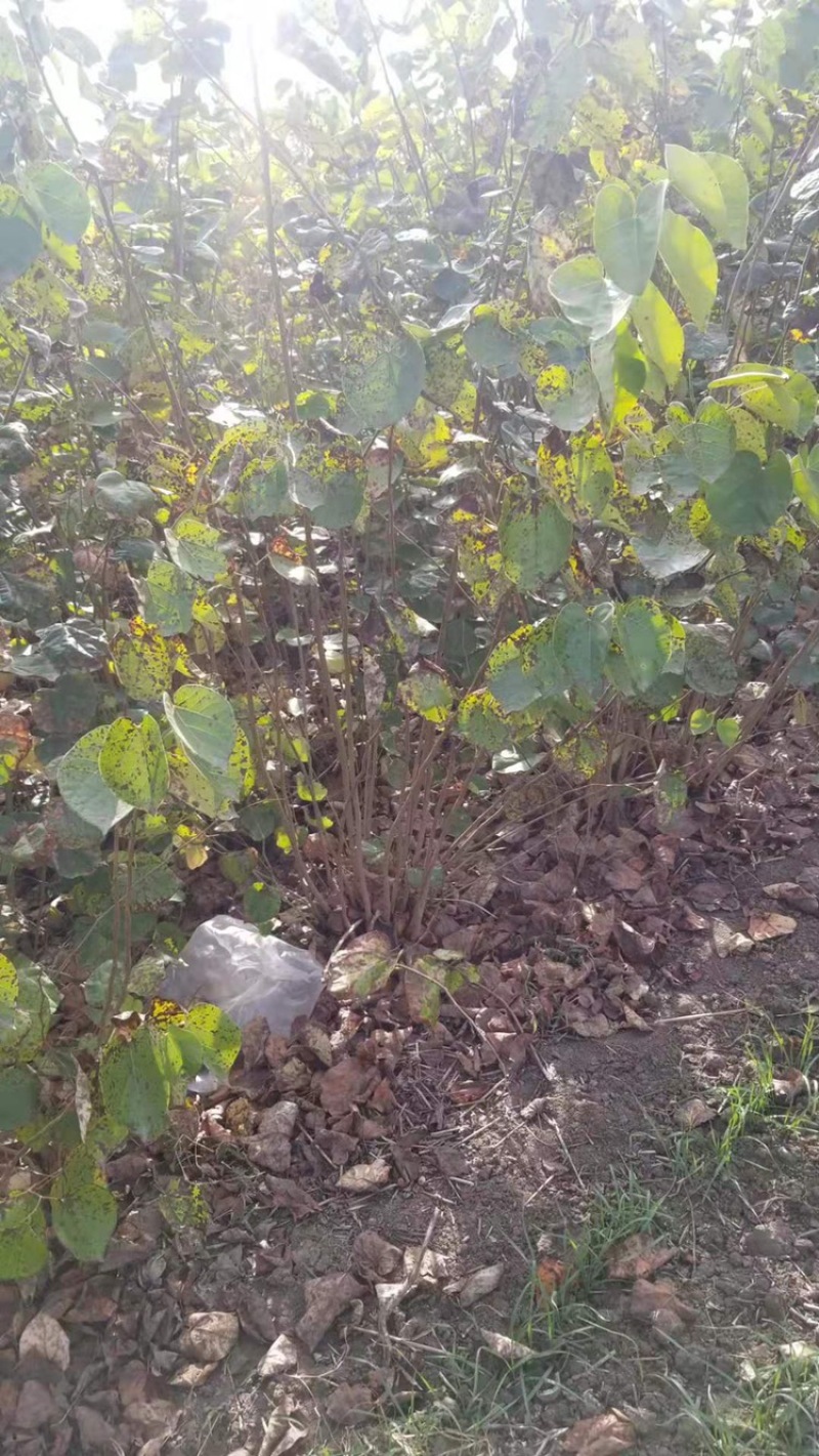 独杆紫荆！紫荆直销。丛生紫荆直销批发。丛生紫荆直销