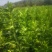 江西商洲2年枳壳苗，药性高