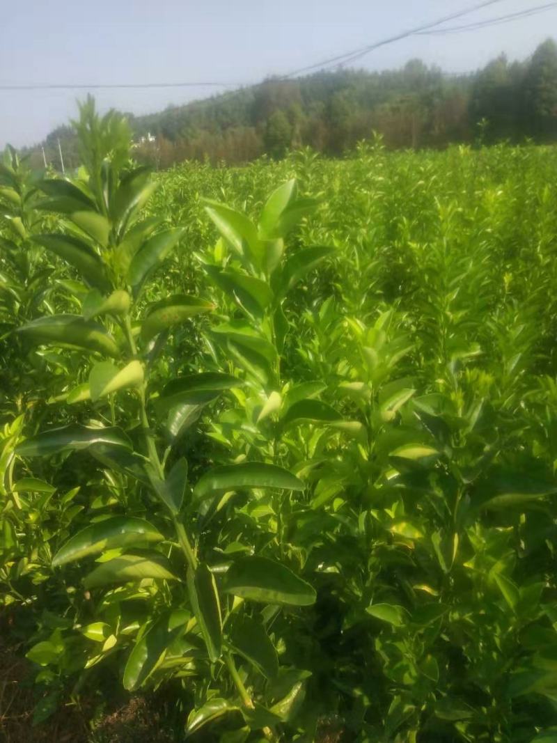 江西商洲2年枳壳苗，药性高