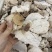 中药材茯神货品质量保证批发各种中药材
