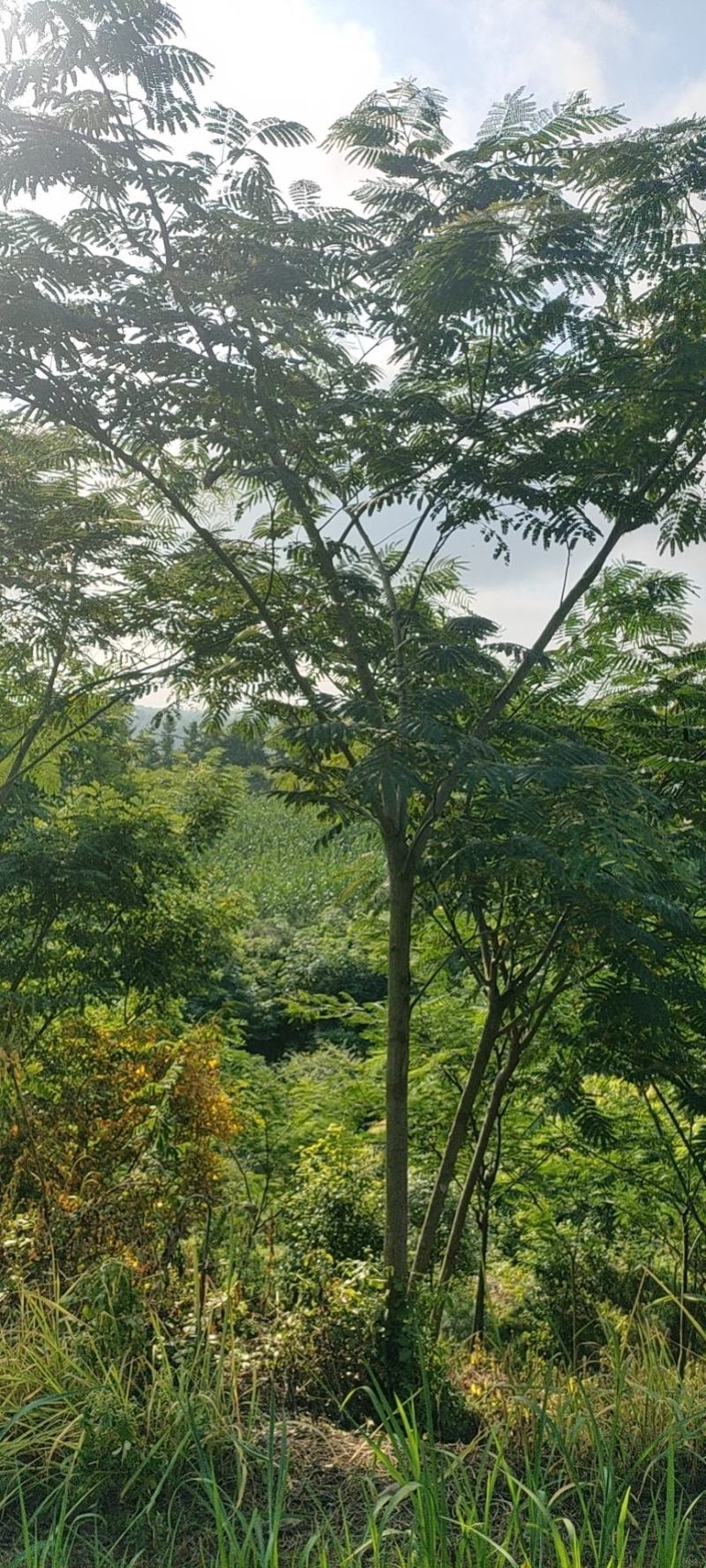 合欢，别名马缨花，夜合，主要价值为药用和观赏