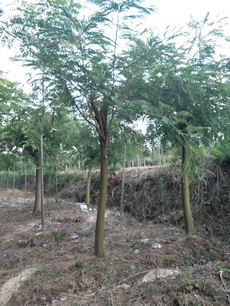合欢，别名马缨花，夜合，主要价值为药用和观赏
