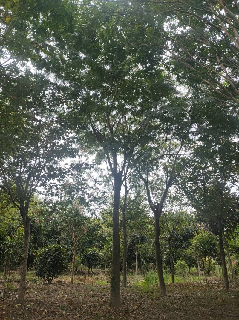 合欢，别名马缨花，夜合，主要价值为药用和观赏