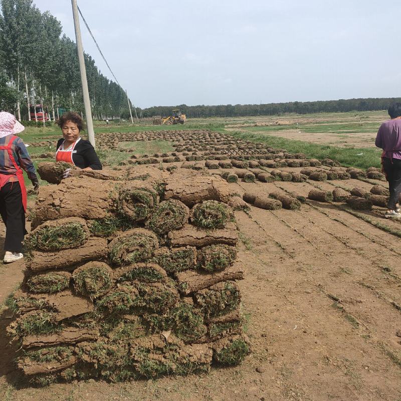 百慕大草坪，果岭草，马尼拉质量保证正品