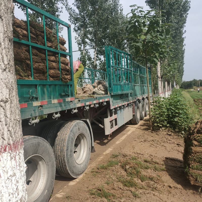 百慕大草坪，果岭草，马尼拉质量保证正品
