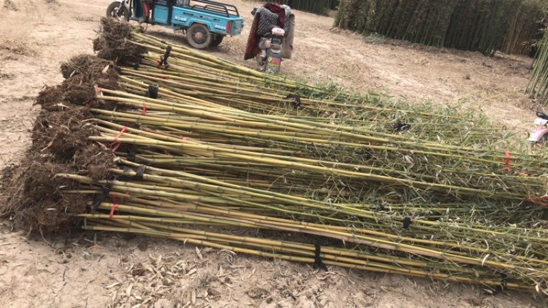 紫竹。移栽苗。成活率极好。量大有优惠。品种齐全
