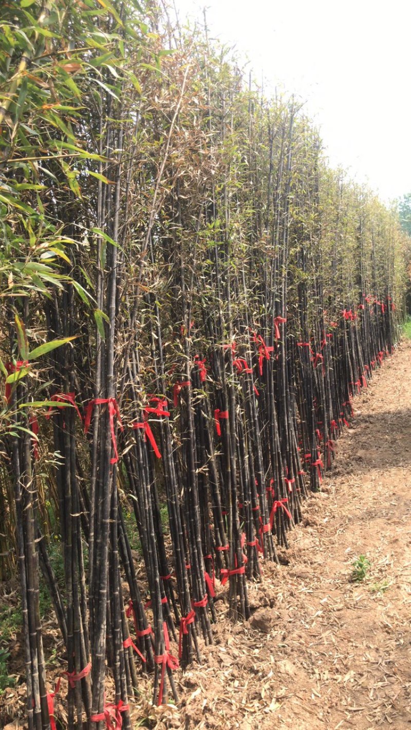 紫竹。移栽苗。成活率极好。量大有优惠。品种齐全