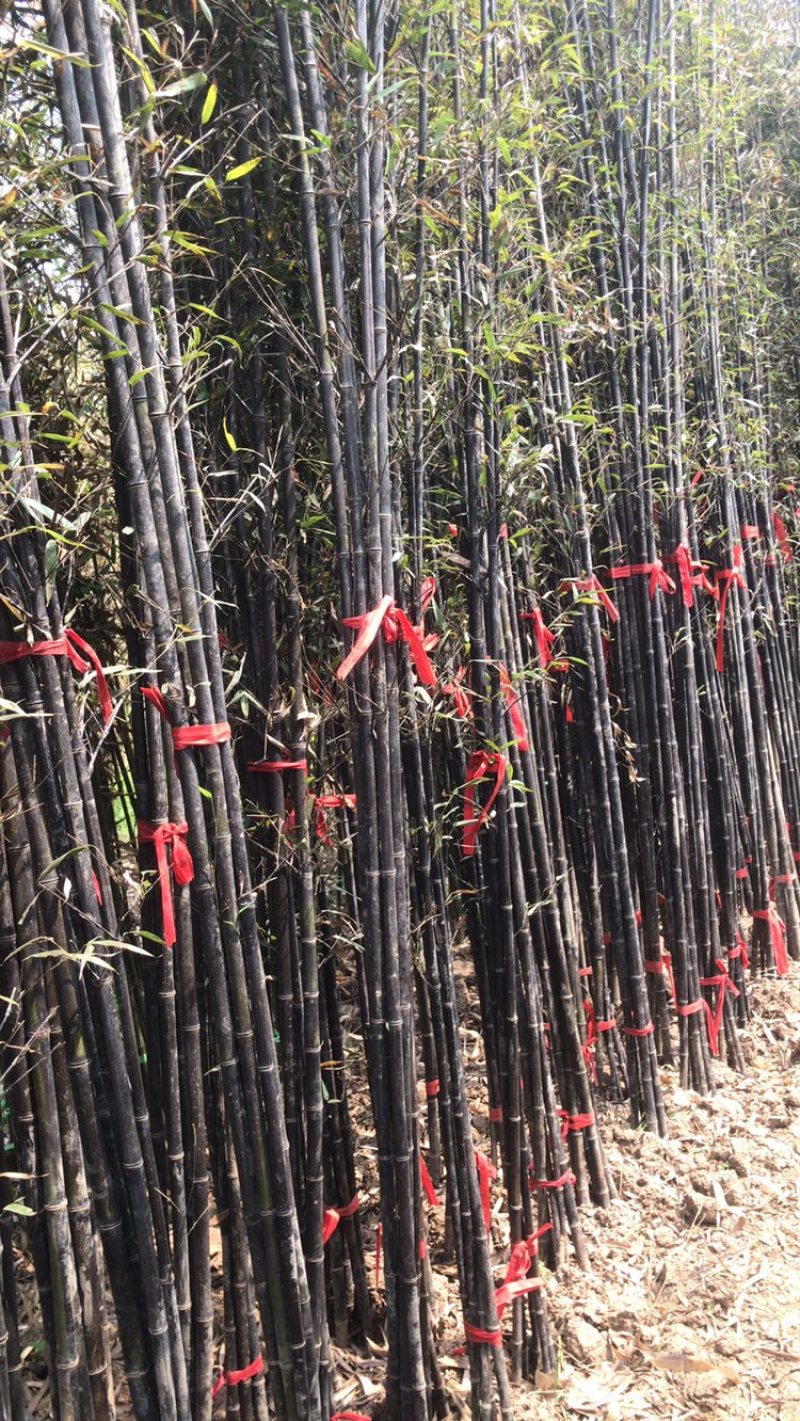 紫竹。移栽苗。成活率极好。量大有优惠。品种齐全