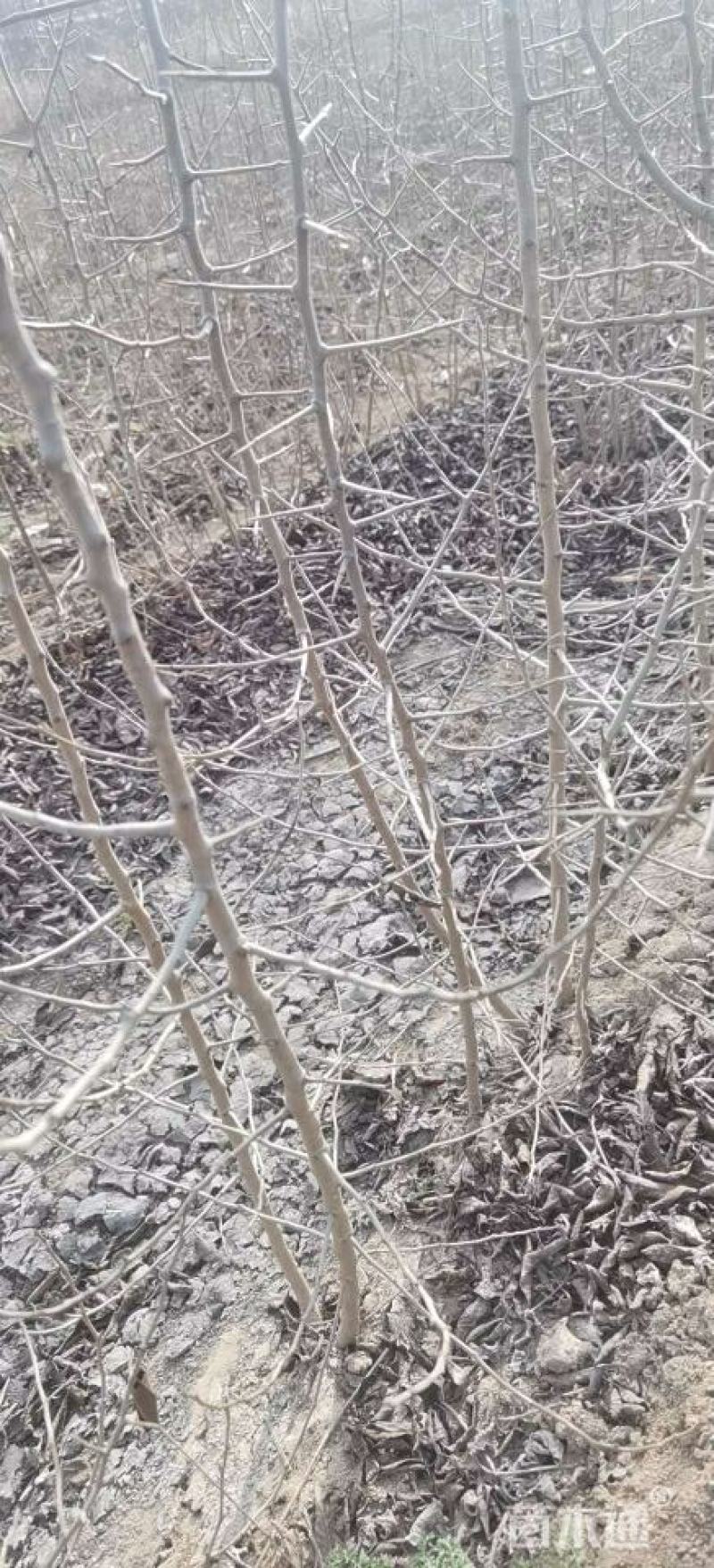 杜梨苗-多次断根移栽苗，根系发达，现挖现发，保湿发货。