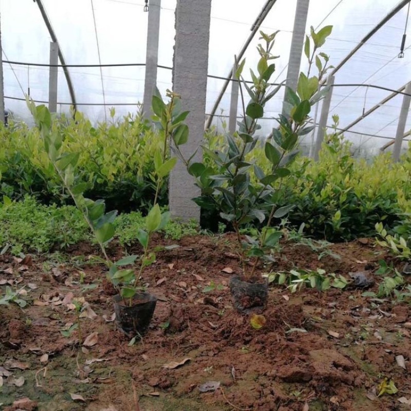 金森女贞大杯苗小杯苗基地直发产地批发量大质优