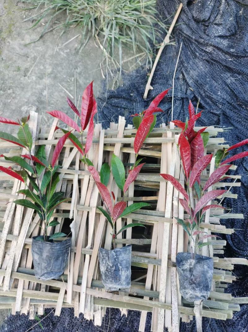红背桂大小桂花规格齐全成都温江基地供应量大