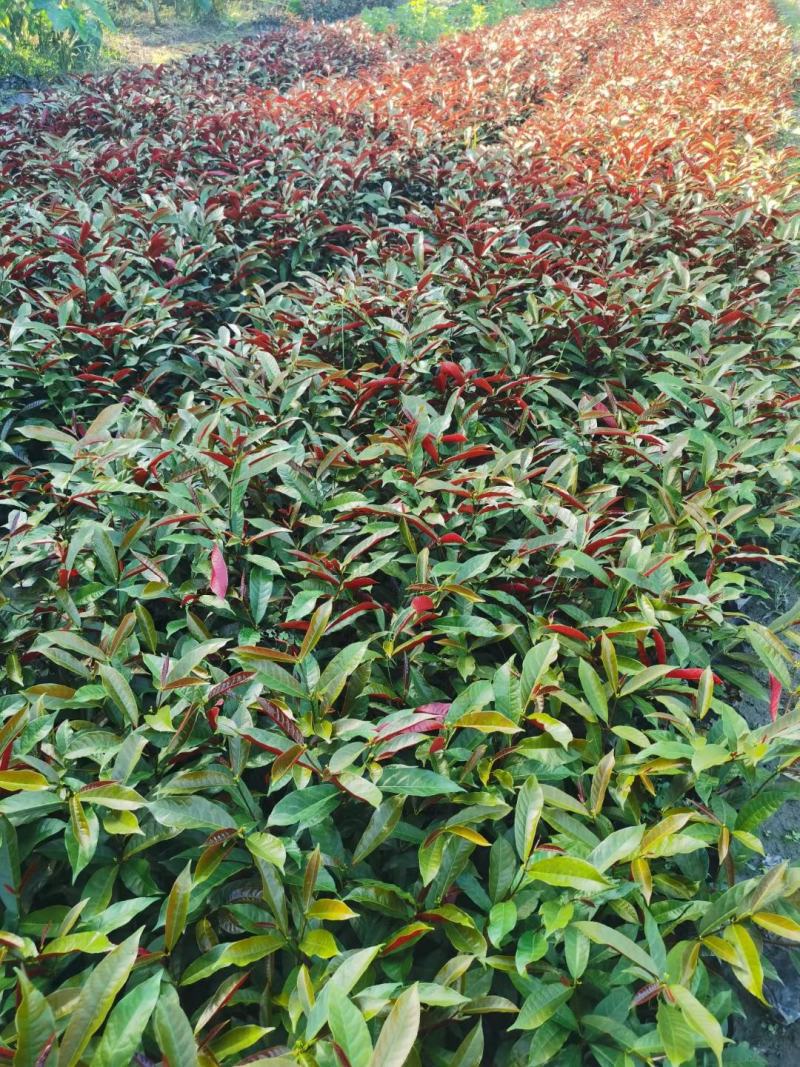 红背桂大小桂花规格齐全成都温江基地供应量大