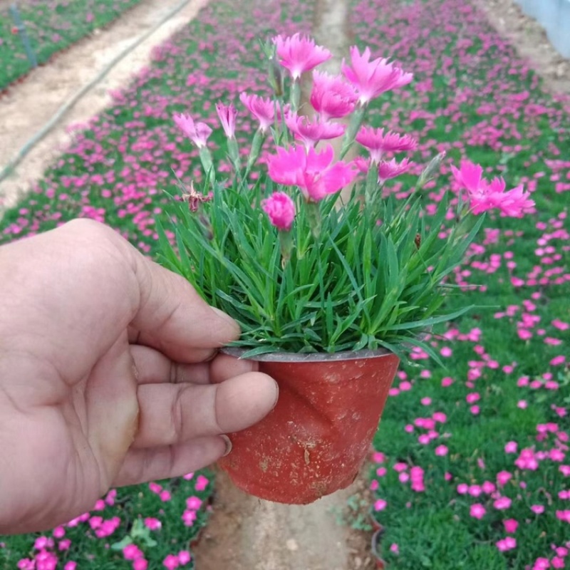 欧石竹，精品苗，山东基地，一手货源，产地直发