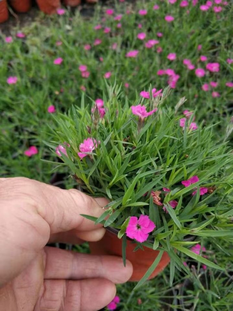 欧石竹，精品苗，山东基地，一手货源，产地直发