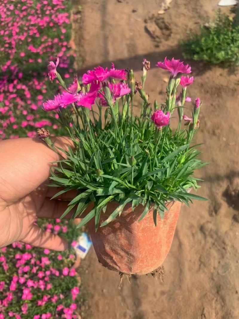 欧石竹，精品苗，山东基地，一手货源，产地直发