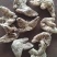 白芨白芨个三叉白芨中药材批发白芨质量保证
