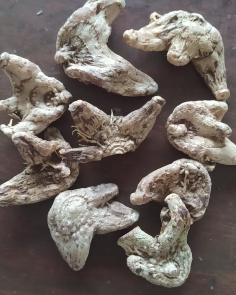 白芨白芨个三叉白芨中药材批发白芨质量保证