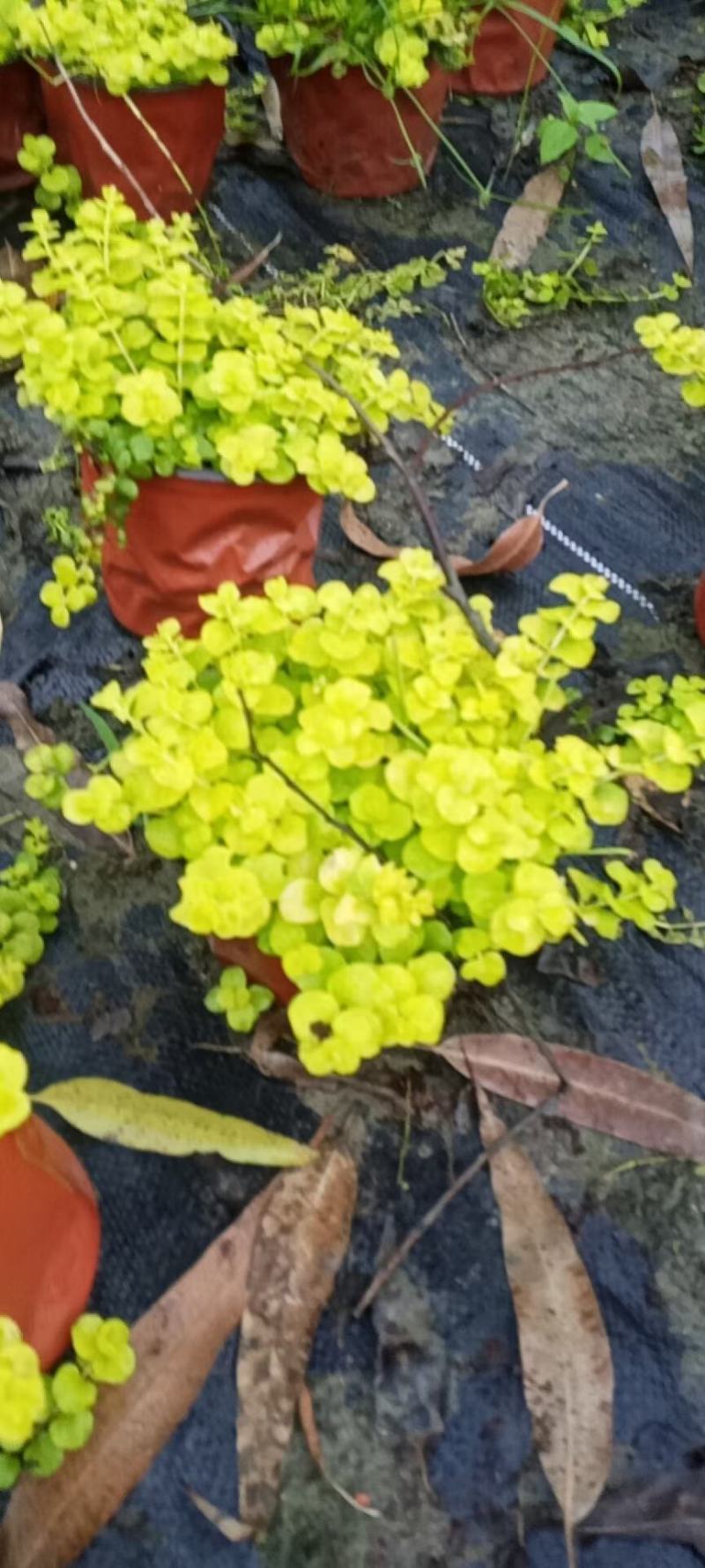 金叶过路黄花镜植物大小规格齐全成都温江基地供应