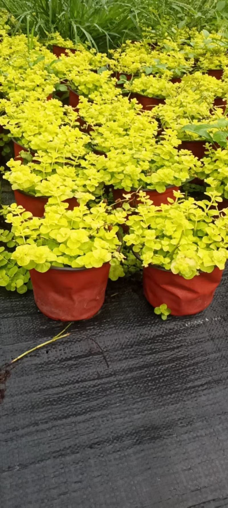 金叶过路黄花镜植物大小规格齐全成都温江基地供应