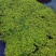 金叶过路黄花镜植物大小规格齐全成都温江基地供应