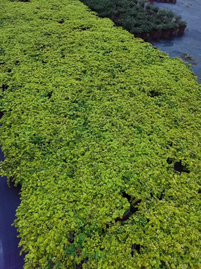 金叶过路黄花镜植物大小规格齐全成都温江基地供应