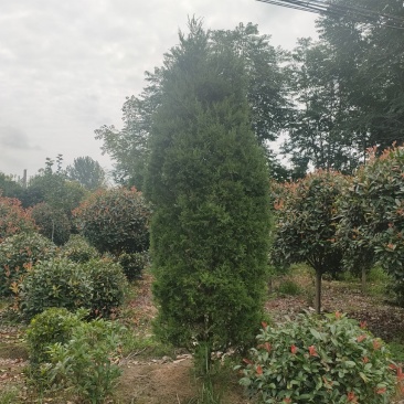 塔柏，又名蜀桧，耐腐力强，多分布于陕西，山东，江苏等地