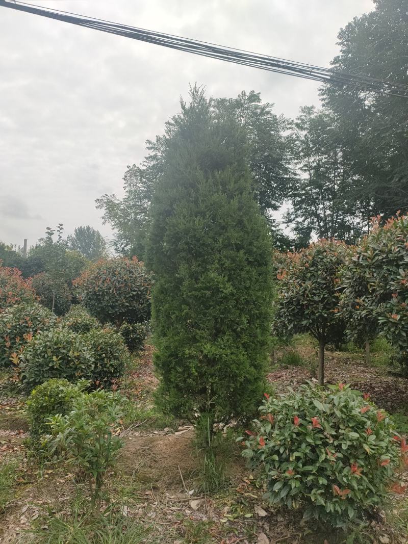 塔柏，又名蜀桧，耐腐力强，多分布于陕西，山东，江苏等地