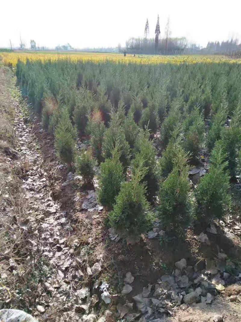 塔柏，又名蜀桧，耐腐力强，多分布于陕西，山东，江苏等地