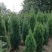 塔柏，又名蜀桧，耐腐力强，多分布于陕西，山东，江苏等地