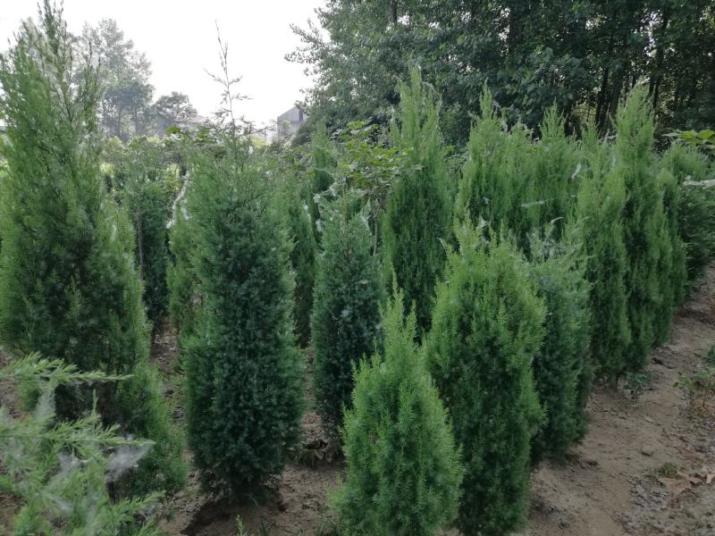 塔柏，又名蜀桧，耐腐力强，多分布于陕西，山东，江苏等地