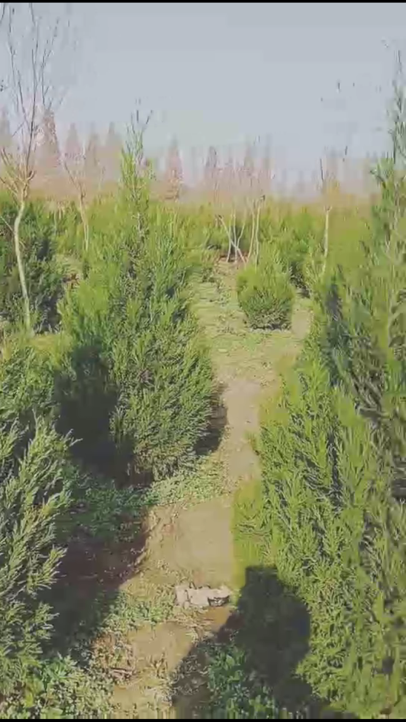 塔柏，又名蜀桧，耐腐力强，多分布于陕西，山东，江苏等地
