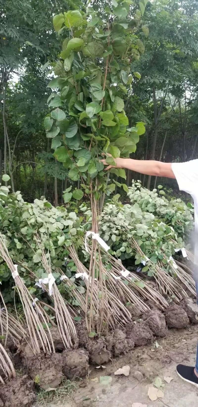紫荆。独杆。紫荆小苗，丛生紫荆直销！丛生紫荆量大供应！
