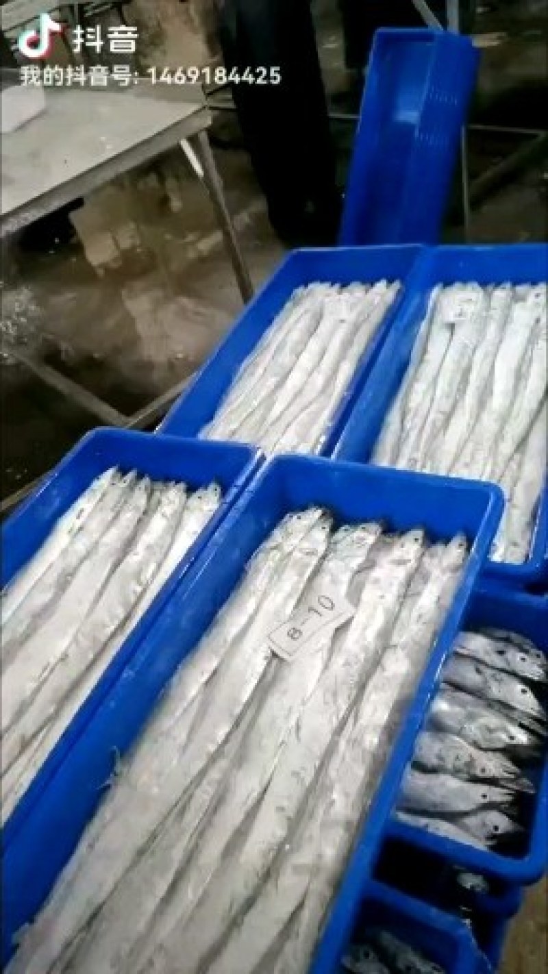 东海舟山带鱼鲳鱼黄花厂家直销大小规格齐全常年有货