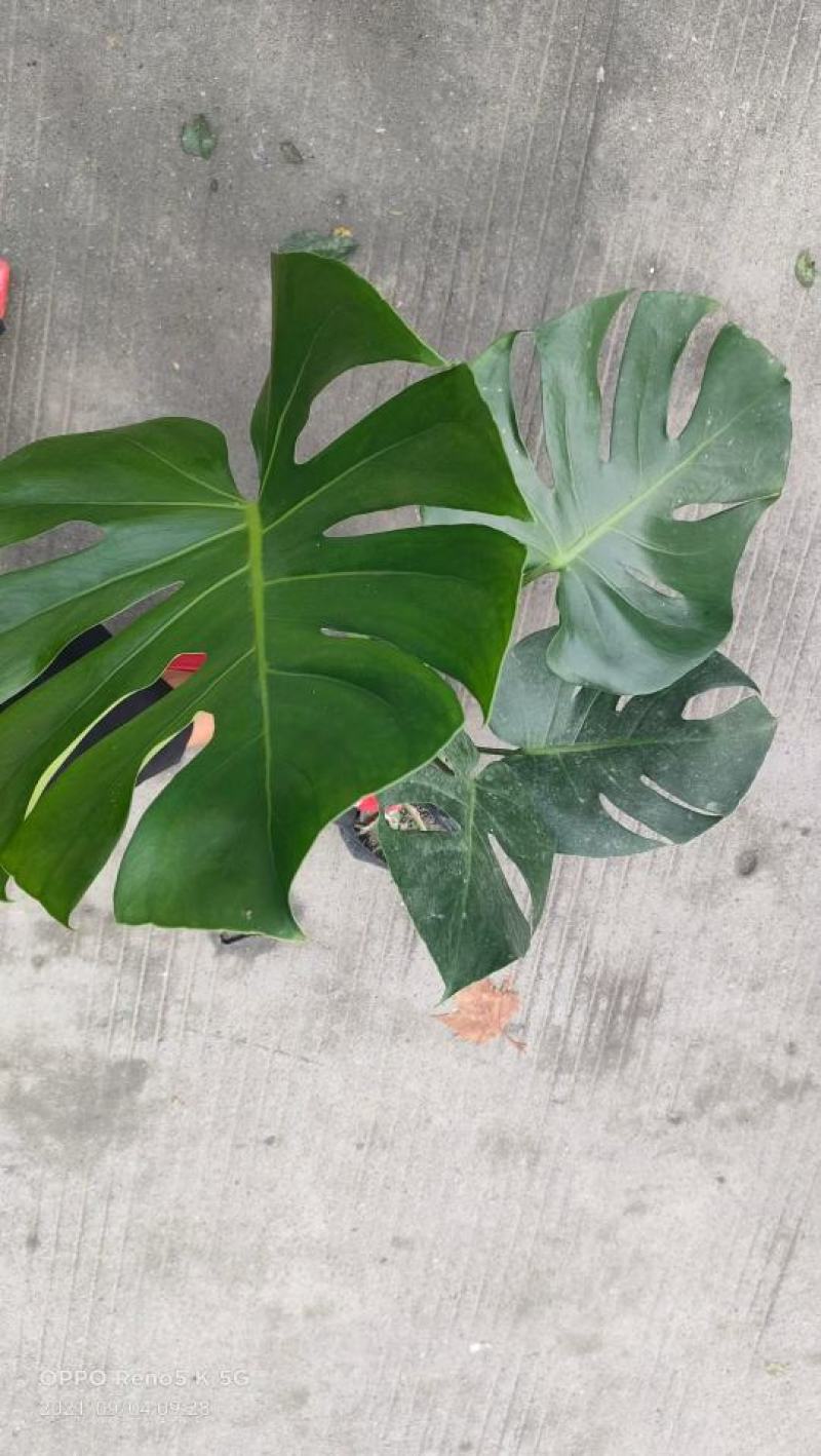 龟背竹室内植物杯苗大小规格齐全成都温江基地供应