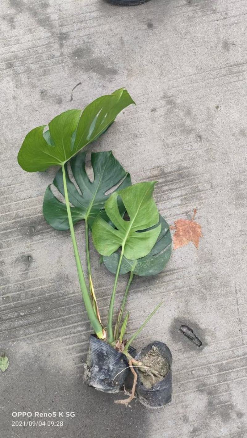 龟背竹室内植物杯苗大小规格齐全成都温江基地供应