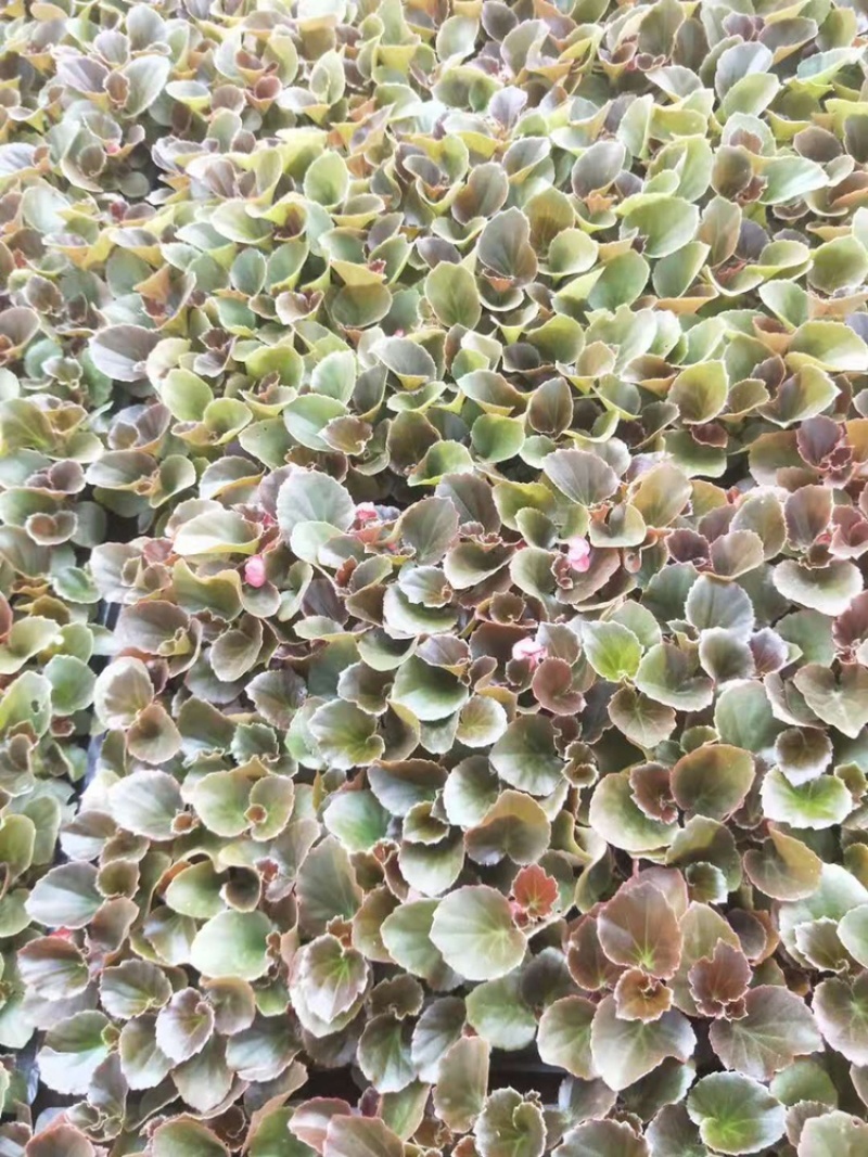 四季海棠，穴盘苗，一手货源，精品苗，大量供应