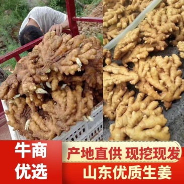 山东产地优质大黄姜，供市场，点商，食堂，支持全国发货。