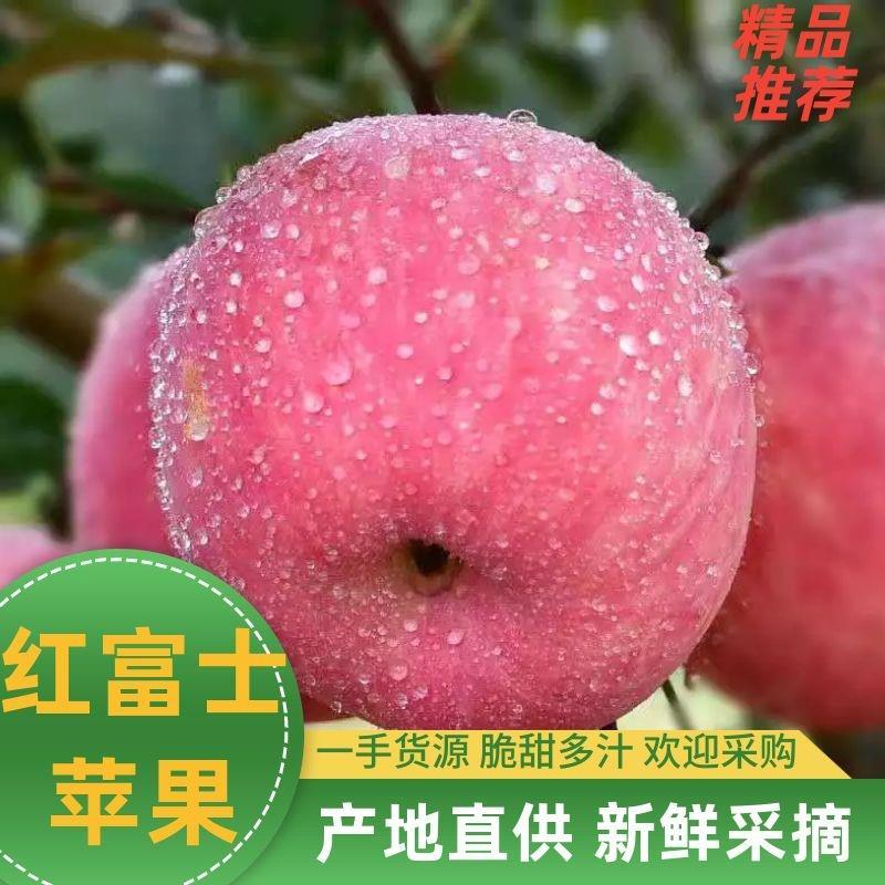 山东冰糖心纸袋红富士，可供电商，市场，果园看货订价格，。