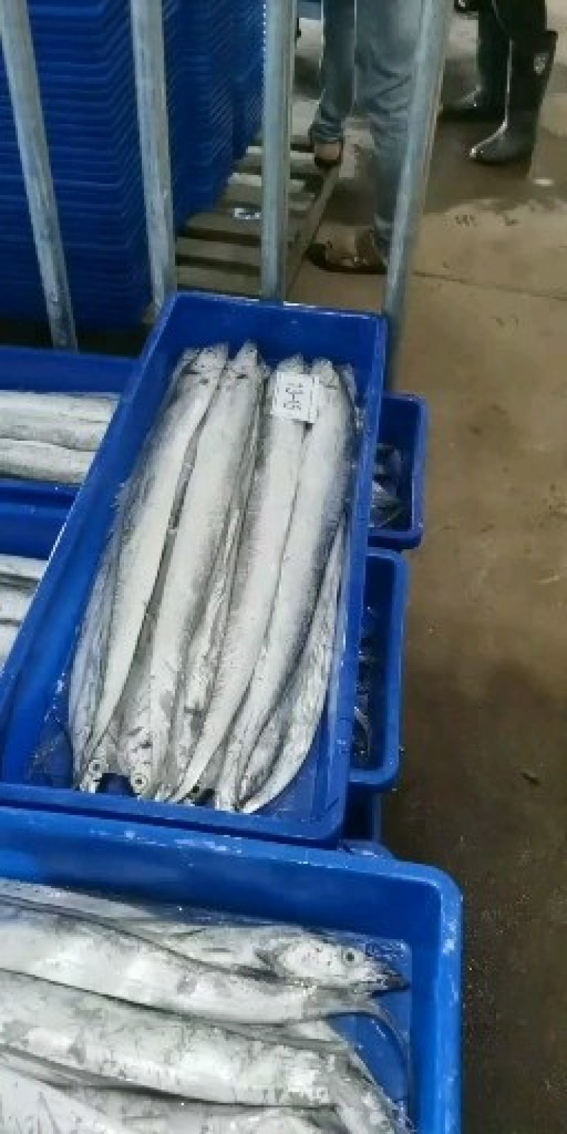 东海舟山带鱼，鲳鱼黄花鱼，常年大量对外批发