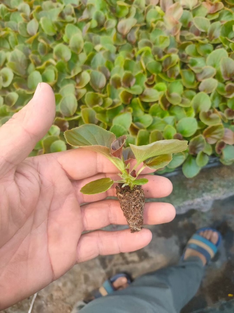 青州四季海棠穴盘苗育苗基地产地直发大量供应