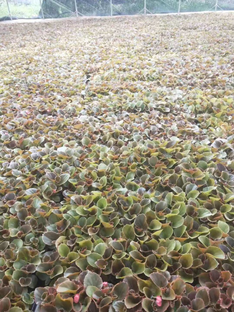 青州四季海棠穴盘苗育苗基地产地直发大量供应